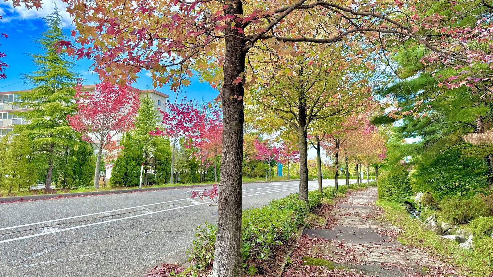 Japan Advanced Institute of Science and Technology (JAIST)
