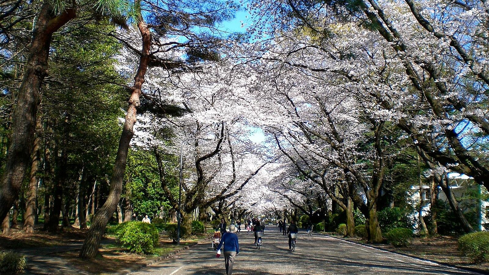 International Christian University — photo 3
