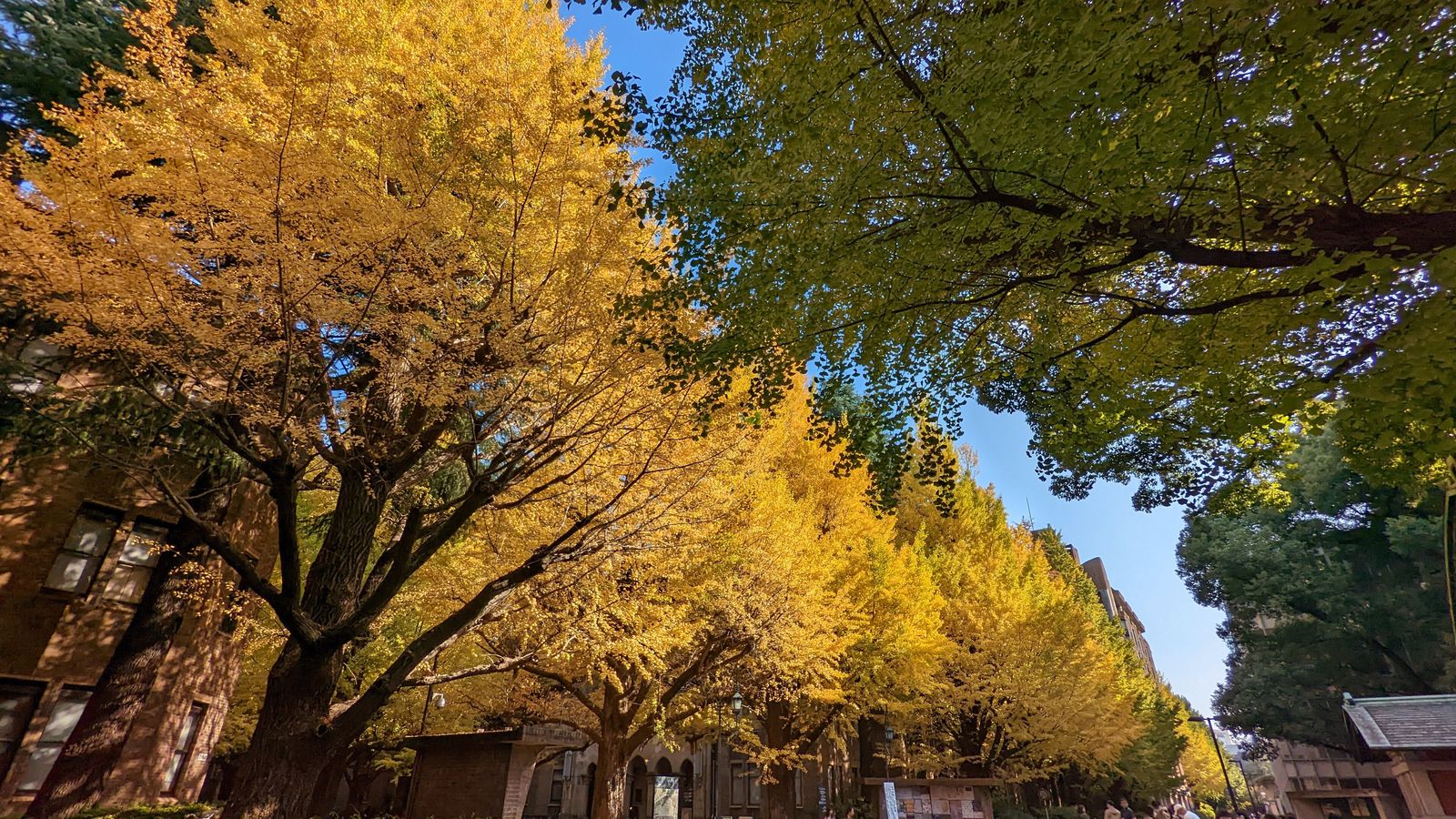 The University of Tokyo — photo 3