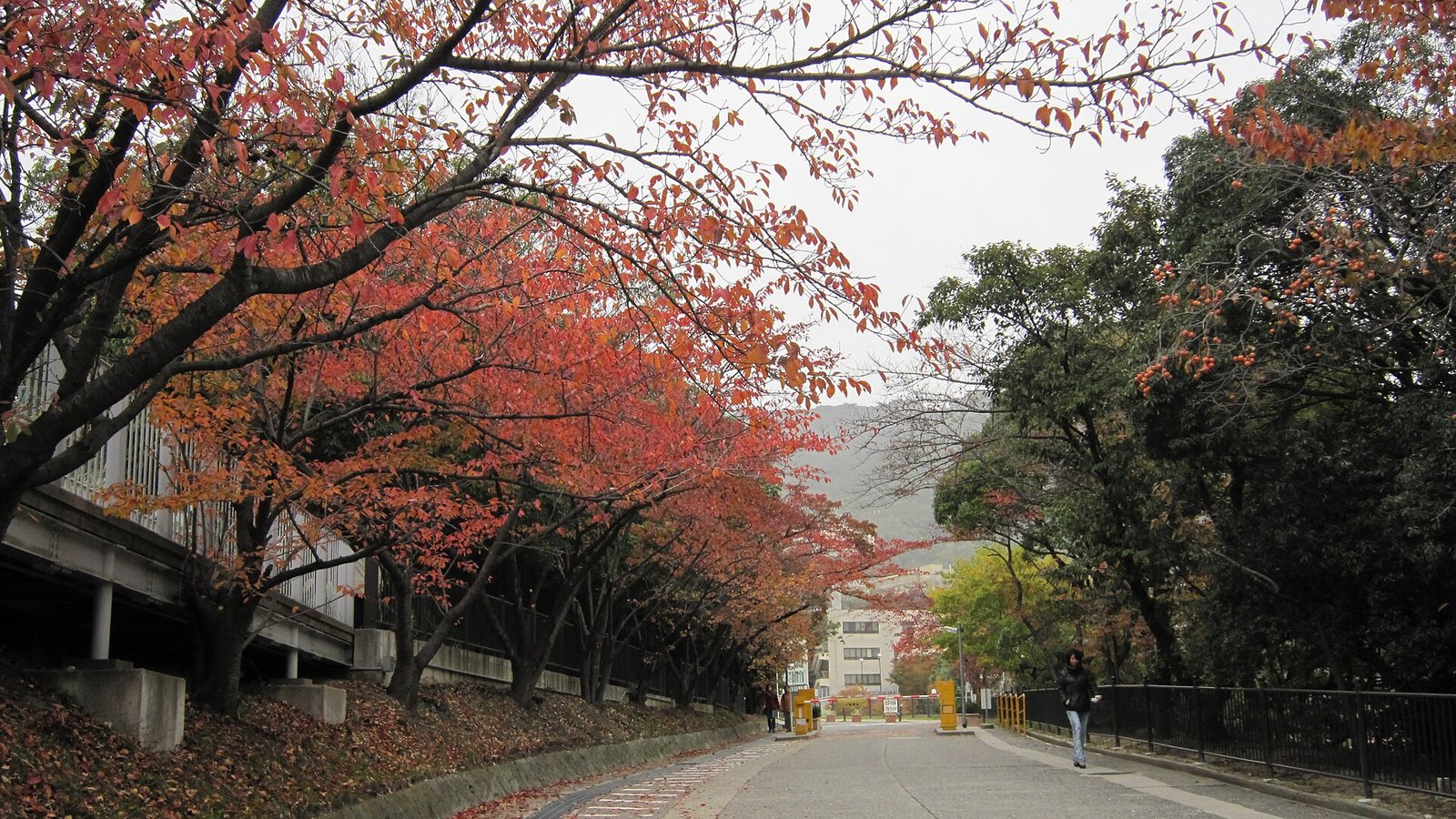 Kobe University — photo 2